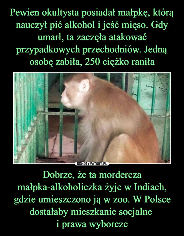 Dobrze, że ta mordercza małpka-alkoholiczka żyje w Indiach, gdzie umieszczono ją w zoo. W Polsce dostałaby mieszkanie socjalne i prawa wyborcze –  