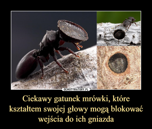Ciekawy gatunek mrówki, które kształtem swojej głowy mogą blokować wejścia do ich gniazda –  