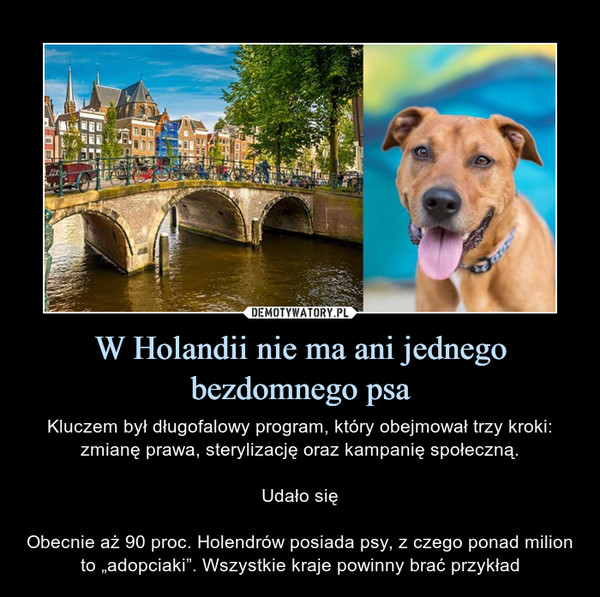 W Holandii nie ma ani jednego bezdomnego psa