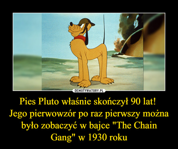 Pies Pluto właśnie skończył 90 lat! Jego pierwowzór po raz pierwszy można było zobaczyć w bajce "The Chain Gang" w 1930 roku –  