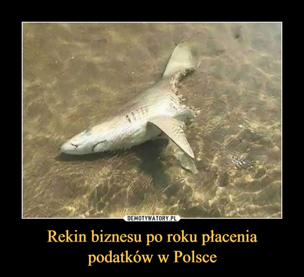 Rekin biznesu po roku płacenia podatków w Polsce