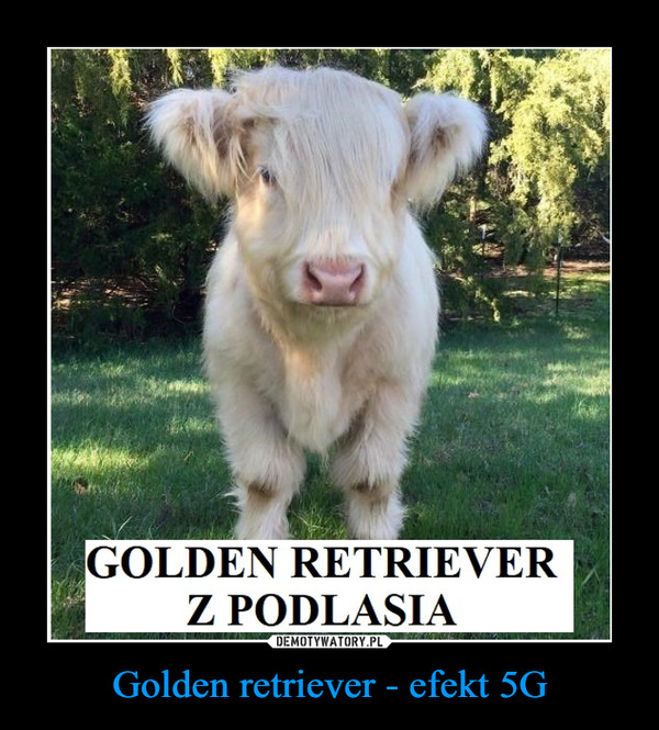 Golden retriever - efekt 5G –  GOLDEN RETRIEVER Z PODLASIA