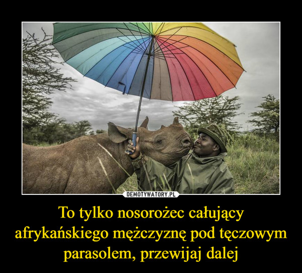To tylko nosorożec całujący afrykańskiego mężczyznę pod tęczowym parasolem, przewijaj dalej –  
