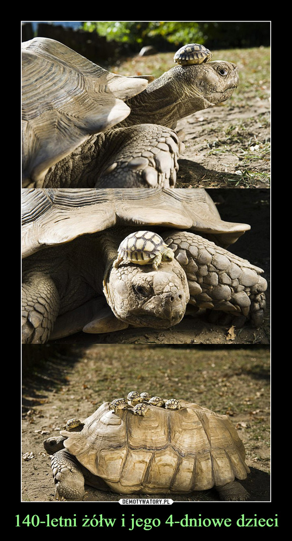140-letni żółw i jego 4-dniowe dzieci –  