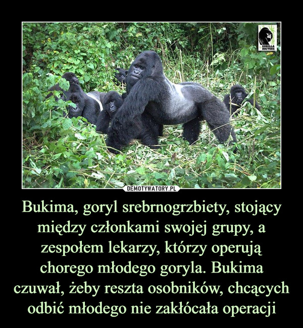 Bukima, goryl srebrnogrzbiety, stojący między członkami swojej grupy, a zespołem lekarzy, którzy operują chorego młodego goryla. Bukima czuwał, żeby reszta osobników, chcących odbić młodego nie zakłócała operacji