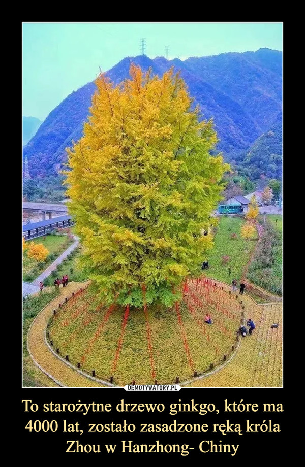 To starożytne drzewo ginkgo, które ma 4000 lat, zostało zasadzone ręką króla Zhou w Hanzhong- Chiny