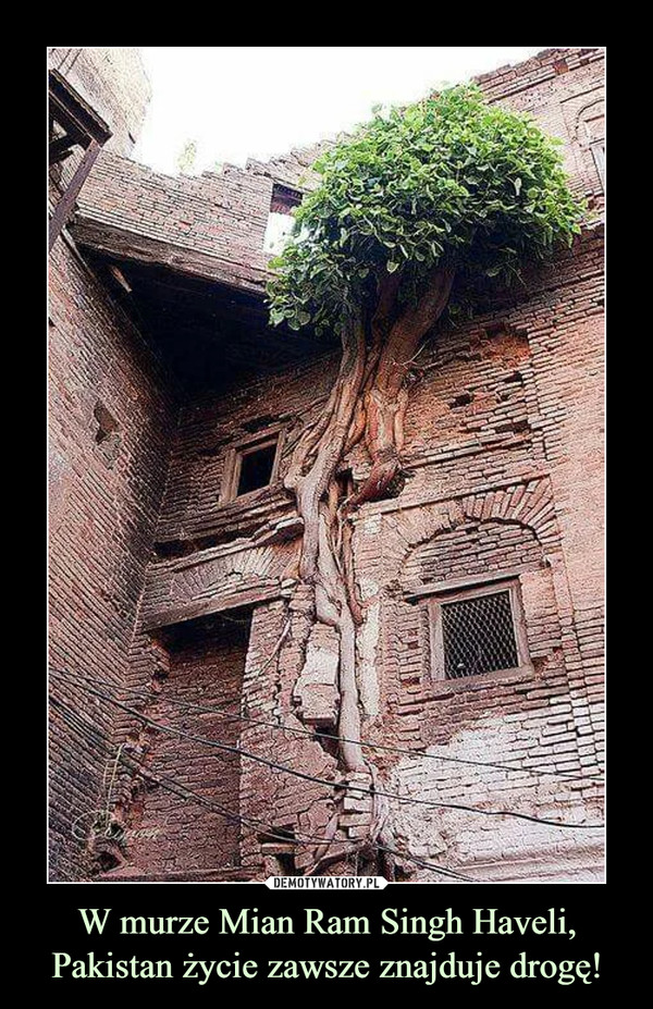 W murze Mian Ram Singh Haveli, Pakistan życie zawsze znajduje drogę!
