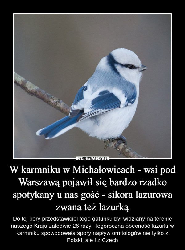 W karmniku w Michałowicach - wsi pod Warszawą pojawił się bardzo rzadko spotykany u nas gość - sikora lazurowa zwana też lazurką