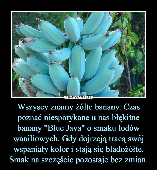 Wszyscy znamy żółte banany. Czas poznać niespotykane u nas błękitne banany "Blue Java" o smaku lodów waniliowych. Gdy dojrzeją tracą swój wspaniały kolor i stają się bladożółte. Smak na szczęście pozostaje bez zmian. –  