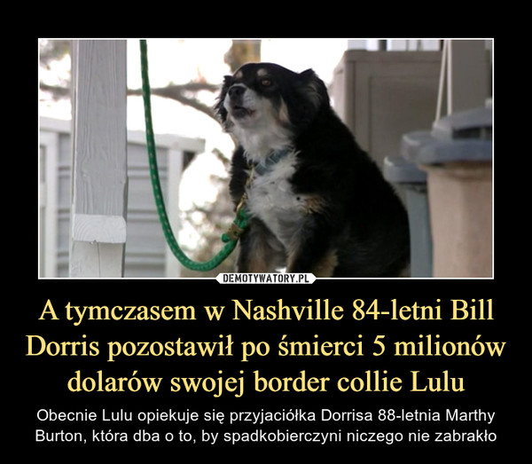 A tymczasem w Nashville 84-letni Bill Dorris pozostawił po śmierci 5 milionów dolarów swojej border collie Lulu