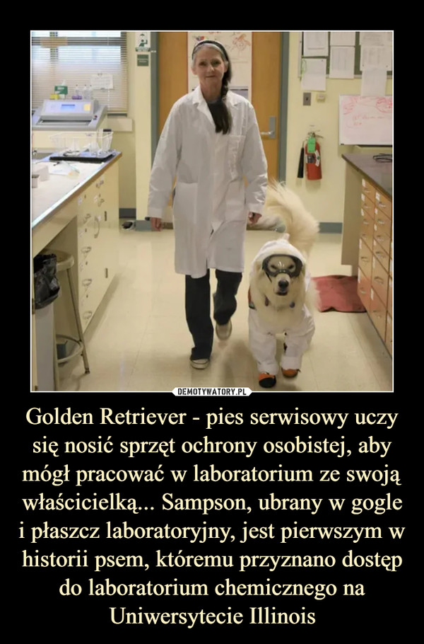 Golden Retriever - pies serwisowy uczy się nosić sprzęt ochrony osobistej, aby mógł pracować w laboratorium ze swoją właścicielką... Sampson, ubrany w gogle i płaszcz laboratoryjny, jest pierwszym w historii psem, któremu przyznano dostęp do laboratorium chemicznego na Uniwersytecie Illinois –  
