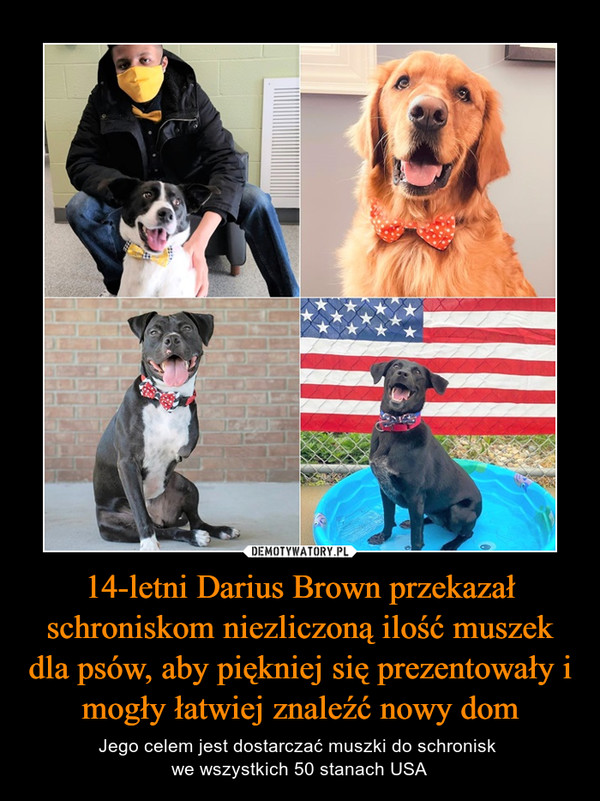 14-letni Darius Brown przekazał schroniskom niezliczoną ilość muszek dla psów, aby piękniej się prezentowały i mogły łatwiej znaleźć nowy dom – Jego celem jest dostarczać muszki do schronisk we wszystkich 50 stanach USA 