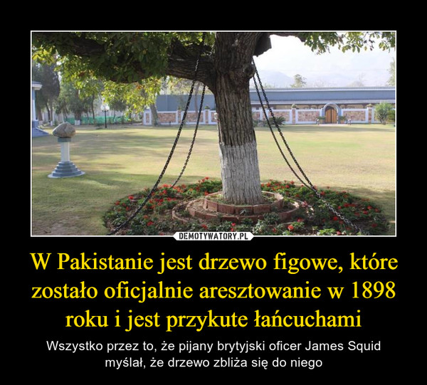 W Pakistanie jest drzewo figowe, które zostało oficjalnie aresztowanie w 1898 roku i jest przykute łańcuchami – Wszystko przez to, że pijany brytyjski oficer James Squidmyślał, że drzewo zbliża się do niego 