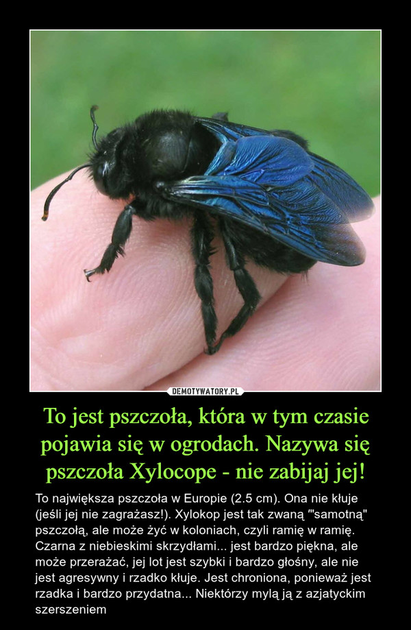 To jest pszczoła, która w tym czasie pojawia się w ogrodach. Nazywa się pszczoła Xylocope - nie zabijaj jej!