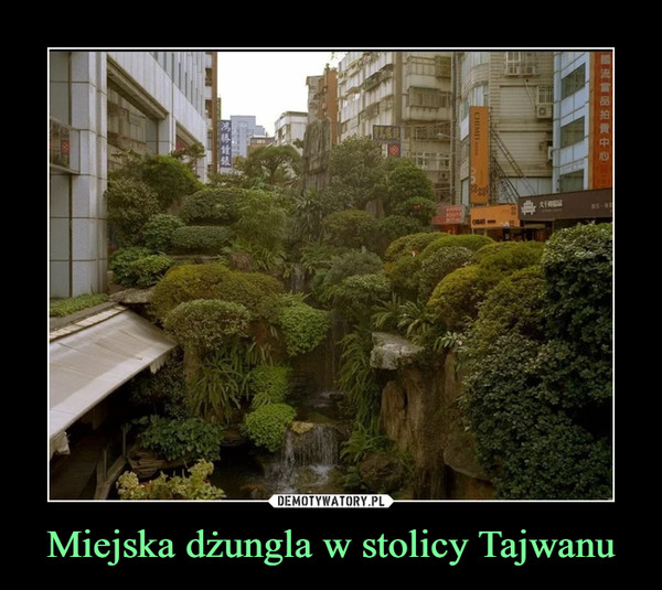 Miejska dżungla w stolicy Tajwanu –  