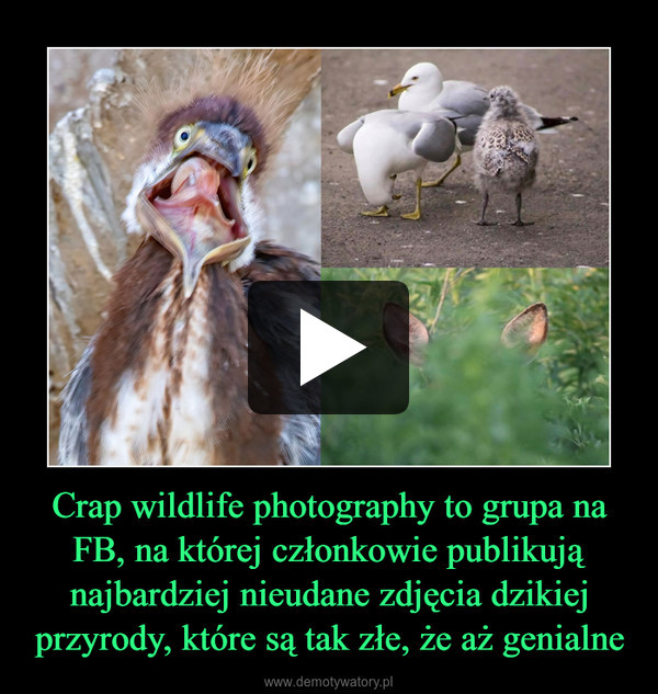 Crap wildlife photography to grupa na FB, na której członkowie publikują najbardziej nieudane zdjęcia dzikiej przyrody, które są tak złe, że aż genialne –  