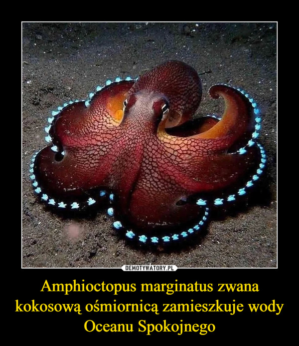 Amphioctopus marginatus zwana kokosową ośmiornicą zamieszkuje wody Oceanu Spokojnego –  