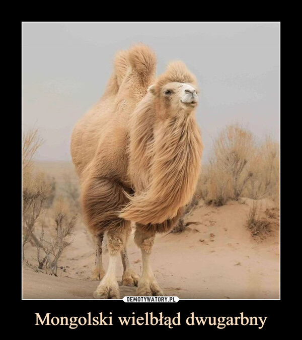 Mongolski wielbłąd dwugarbny –  
