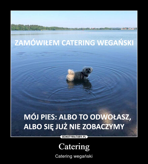 Catering – Catering wegański 