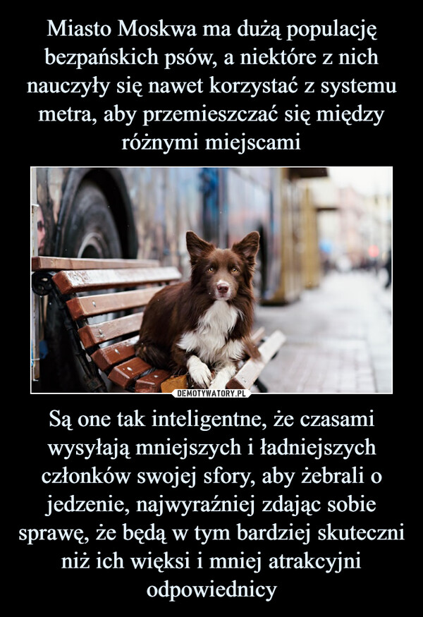 Miasto Moskwa ma dużą populację bezpańskich psów, a niektóre z nich nauczyły się nawet korzystać z systemu metra, aby przemieszczać się między różnymi miejscami Są one tak inteligentne, że czasami wysyłają mniejszych i ładniejszych członków swojej sfory, aby żebrali o jedzenie, najwyraźniej zdając sobie sprawę, że będą w tym bardziej skuteczni niż ich więksi i mniej atrakcyjni odpowiednicy