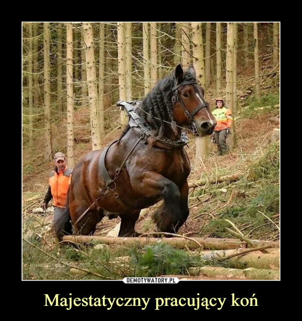 Majestatyczny pracujący koń