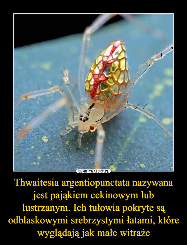 Thwaitesia argentiopunctata nazywana jest pająkiem cekinowym lub lustrzanym. Ich tułowia pokryte są odblaskowymi srebrzystymi łatami, które wyglądają jak małe witraże –  