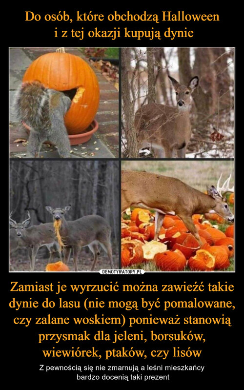 Do osób, które obchodzą Halloween
 i z tej okazji kupują dynie Zamiast je wyrzucić można zawieźć takie dynie do lasu (nie mogą być pomalowane, czy zalane woskiem) ponieważ stanowią przysmak dla jeleni, borsuków, wiewiórek, ptaków, czy lisów