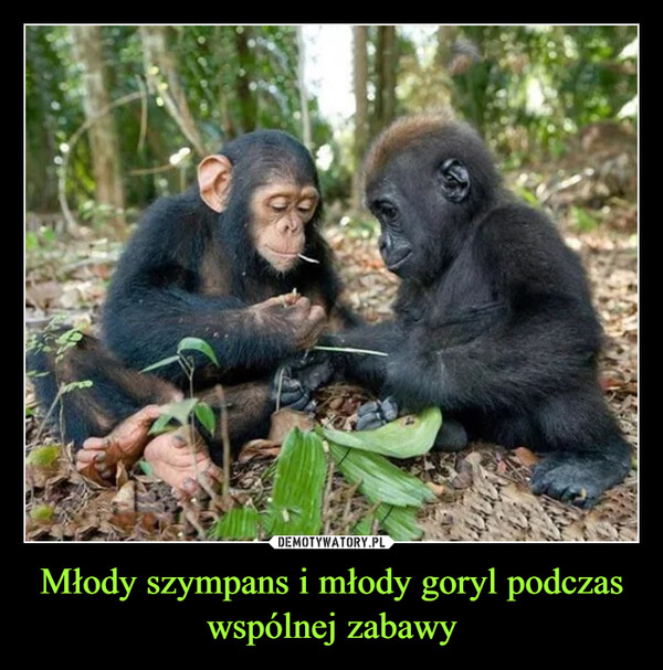 Młody szympans i młody goryl podczas wspólnej zabawy