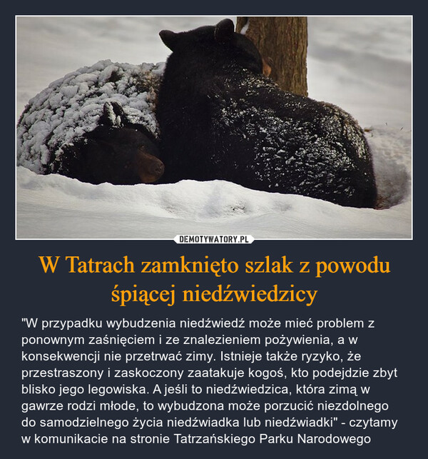 W Tatrach zamknięto szlak z powodu śpiącej niedźwiedzicy – "W przypadku wybudzenia niedźwiedź może mieć problem z ponownym zaśnięciem i ze znalezieniem pożywienia, a w konsekwencji nie przetrwać zimy. Istnieje także ryzyko, że przestraszony i zaskoczony zaatakuje kogoś, kto podejdzie zbyt blisko jego legowiska. A jeśli to niedźwiedzica, która zimą w gawrze rodzi młode, to wybudzona może porzucić niezdolnego do samodzielnego życia niedźwiadka lub niedźwiadki" - czytamy w komunikacie na stronie Tatrzańskiego Parku Narodowego 