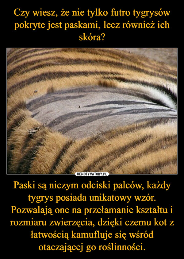 Paski są niczym odciski palców, każdy tygrys posiada unikatowy wzór. Pozwalają one na przełamanie kształtu i rozmiaru zwierzęcia, dzięki czemu kot z łatwością kamufluje się wśród otaczającej go roślinności. –  