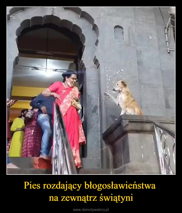 Pies rozdający błogosławieństwa na zewnątrz świątyni –  