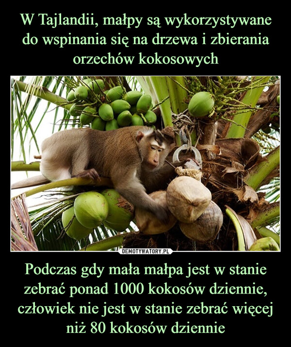 Podczas gdy mała małpa jest w stanie zebrać ponad 1000 kokosów dziennie, człowiek nie jest w stanie zebrać więcej niż 80 kokosów dziennie –  
