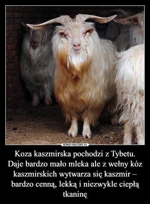 Koza kaszmirska pochodzi z Tybetu.
Daje bardzo mało mleka ale z wełny kóz kaszmirskich wytwarza się kaszmir – bardzo cenną, lekką i niezwykle ciepłą tkaninę
