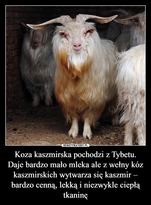 Koza kaszmirska pochodzi z Tybetu.Daje bardzo mało mleka ale z wełny kóz kaszmirskich wytwarza się kaszmir – bardzo cenną, lekką i niezwykle ciepłą tkaninę –  