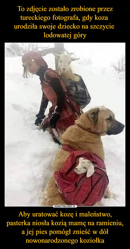 To zdjęcie zostało zrobione przez tureckiego fotografa, gdy koza 
urodziła swoje dziecko na szczycie 
lodowatej góry Aby uratować kozę i maleństwo, pasterka niosła kozią mamę na ramieniu, a jej pies pomógł znieść w dół nowonarodzonego koziołka