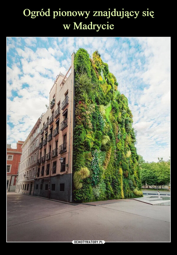 Ogród pionowy znajdujący się
w Madrycie