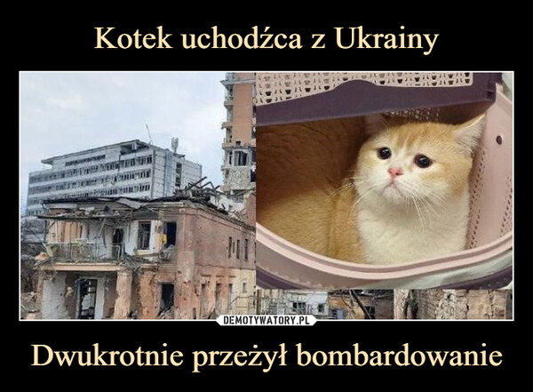 Kotek uchodźca z Ukrainy Dwukrotnie przeżył bombardowanie