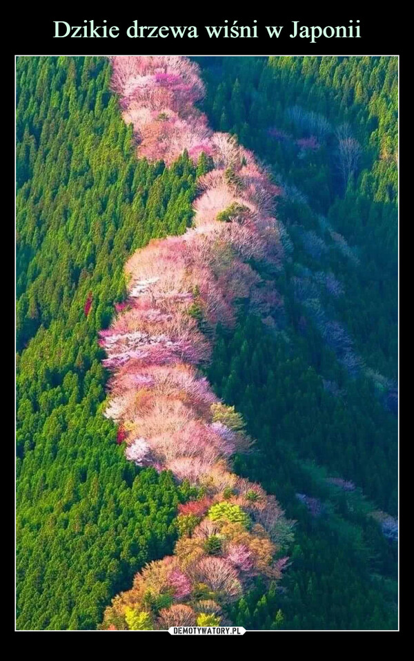 Dzikie drzewa wiśni w Japonii