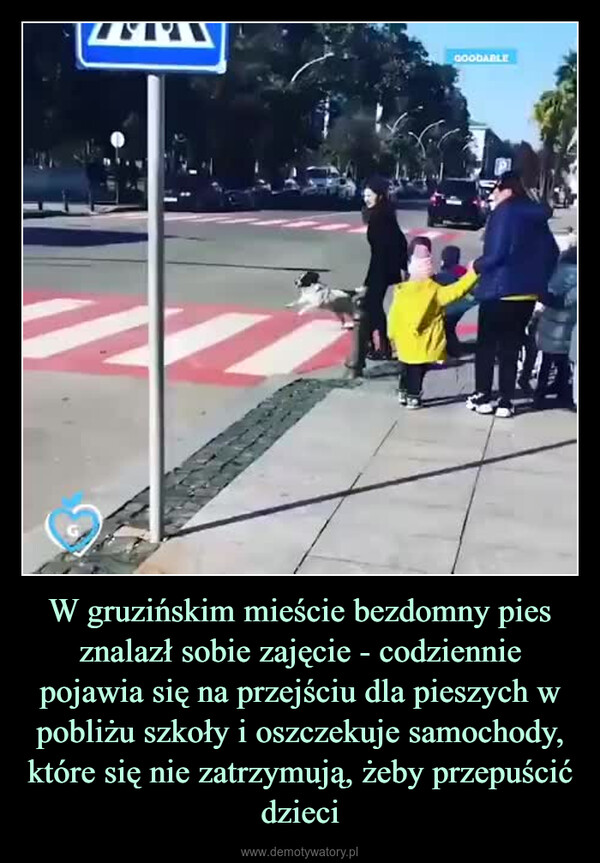 W gruzińskim mieście bezdomny pies znalazł sobie zajęcie - codziennie pojawia się na przejściu dla pieszych w pobliżu szkoły i oszczekuje samochody, które się nie zatrzymują, żeby przepuścić dzieci –  