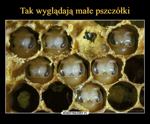 Tak wyglądają małe pszczółki