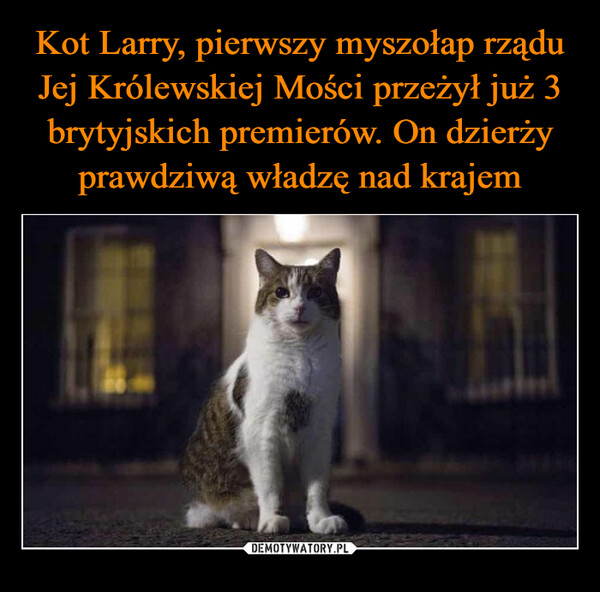 Kot Larry, pierwszy myszołap rządu Jej Królewskiej Mości przeżył już 3 brytyjskich premierów. On dzierży prawdziwą władzę nad krajem