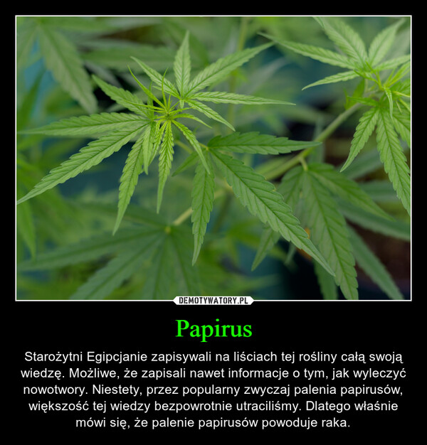 Papirus – Starożytni Egipcjanie zapisywali na liściach tej rośliny całą swoją wiedzę. Możliwe, że zapisali nawet informacje o tym, jak wyleczyć nowotwory. Niestety, przez popularny zwyczaj palenia papirusów, większość tej wiedzy bezpowrotnie utraciliśmy. Dlatego właśnie mówi się, że palenie papirusów powoduje raka. 