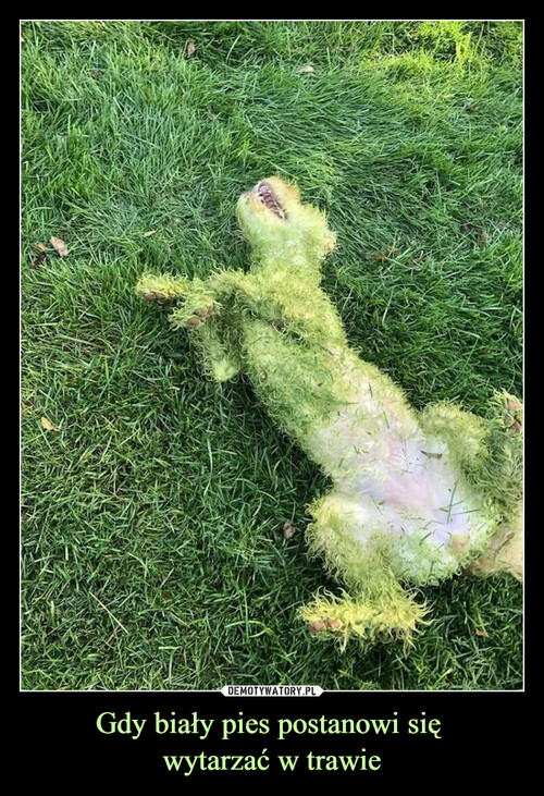 Gdy biały pies postanowi się 
wytarzać w trawie