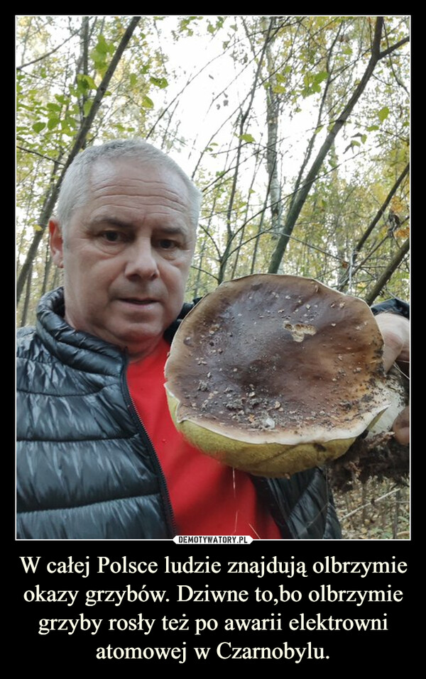 W całej Polsce ludzie znajdują olbrzymie okazy grzybów. Dziwne to,bo olbrzymie grzyby rosły też po awarii elektrowni atomowej w Czarnobylu. –  