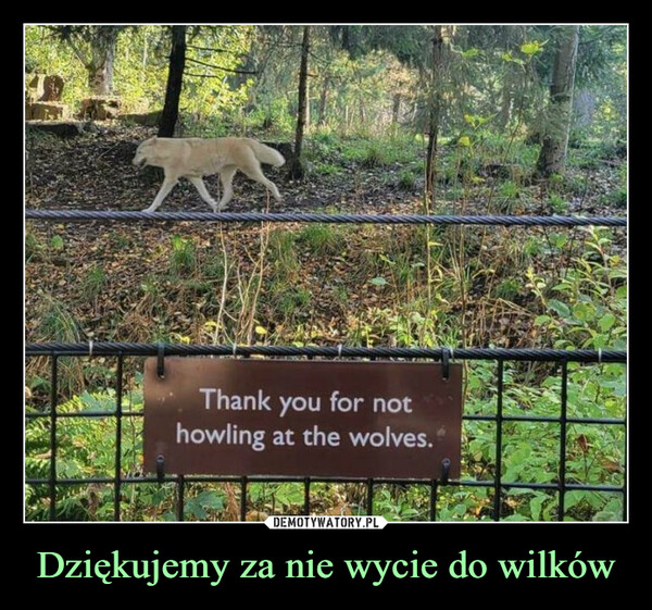 Dziękujemy za nie wycie do wilków –  