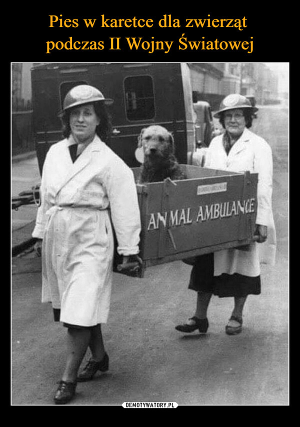 Pies w karetce dla zwierząt 
podczas II Wojny Światowej