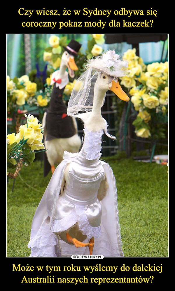 Czy wiesz, że w Sydney odbywa się coroczny pokaz mody dla kaczek? Może w tym roku wyślemy do dalekiej Australii naszych reprezentantów?