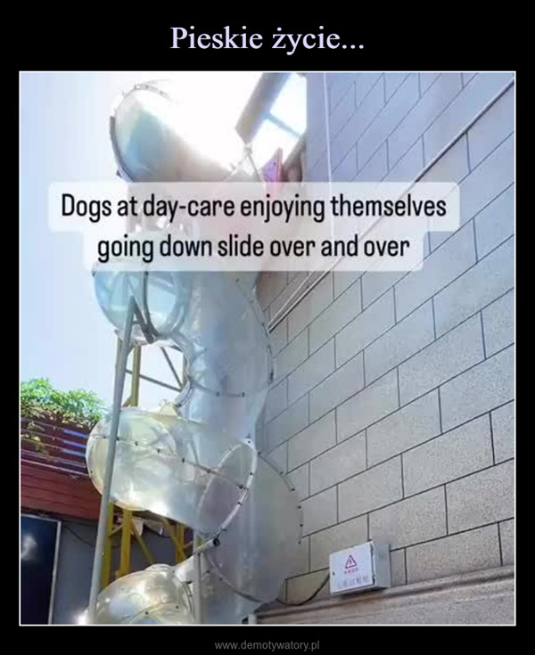  –  Dogs at day-care enjoying themselvesgoing down slide over and over****