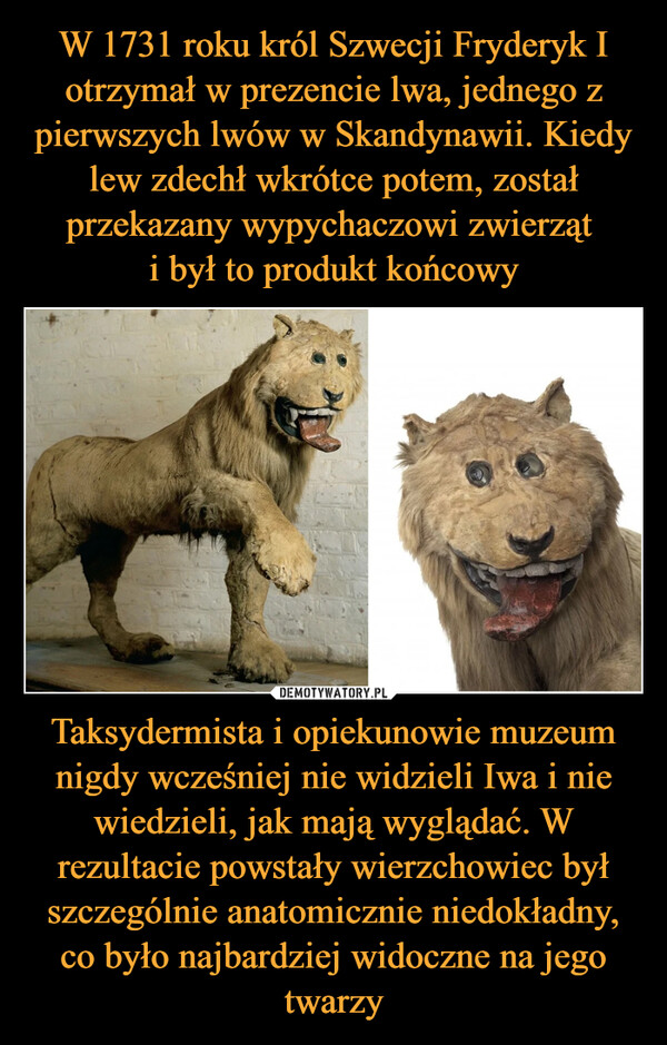 W 1731 roku król Szwecji Fryderyk I otrzymał w prezencie lwa, jednego z pierwszych lwów w Skandynawii. Kiedy lew zdechł wkrótce potem, został przekazany wypychaczowi zwierząt 
i był to produkt końcowy Taksydermista i opiekunowie muzeum nigdy wcześniej nie widzieli Iwa i nie wiedzieli, jak mają wyglądać. W rezultacie powstały wierzchowiec był szczególnie anatomicznie niedokładny, co było najbardziej widoczne na jego twarzy