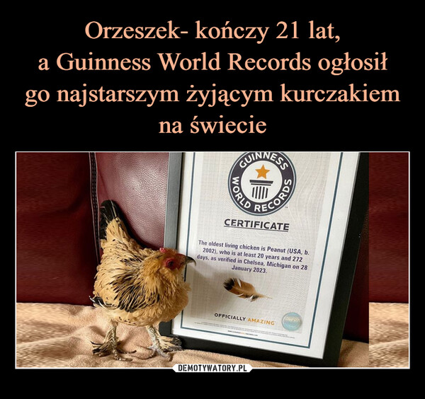  –  GUINNESSWORLDCORDSCERTIFICATEThe oldest living chicken is Peanut (USA, b.2002), who is at least 20 years and 272days, as verified in Chelsea, Michigan on 28January 2023.OFFICIALLY AMAZING